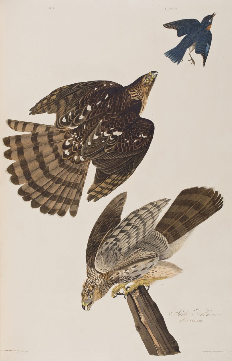 Illusztráció a "Birds of America"-ból alkotó: John James Audubon