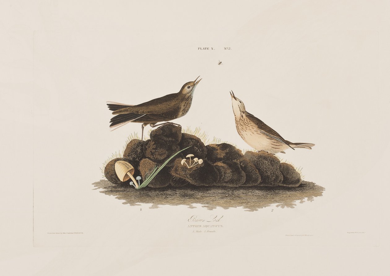 Illusztráció a "Birds of America"-ból alkotó: John James Audubon