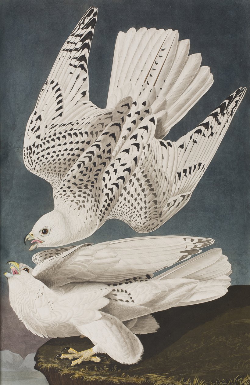 Illusztráció a "Birds of America"-ból alkotó: John James Audubon