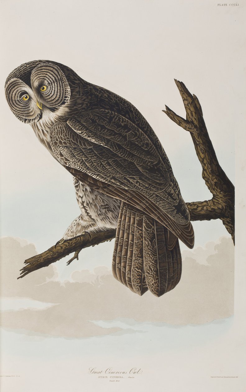 Illusztráció a "Birds of America"-ból alkotó: John James Audubon