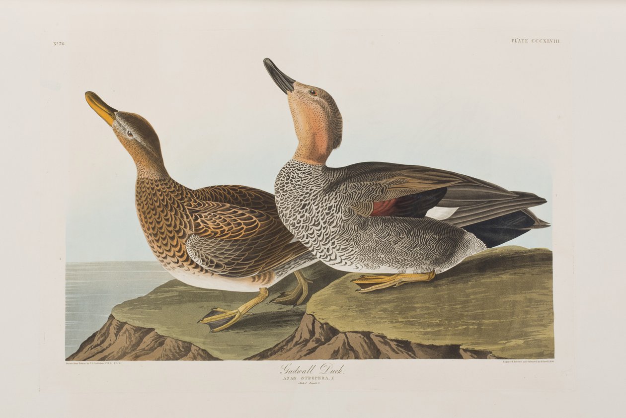 Illusztráció a "Birds of America"-ból alkotó: John James Audubon