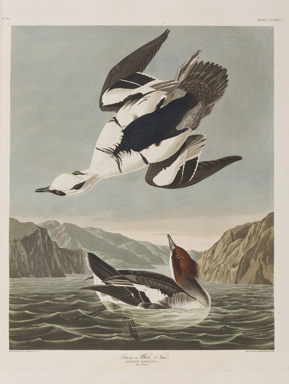 Illusztráció a "Birds of America"-ból alkotó: John James Audubon