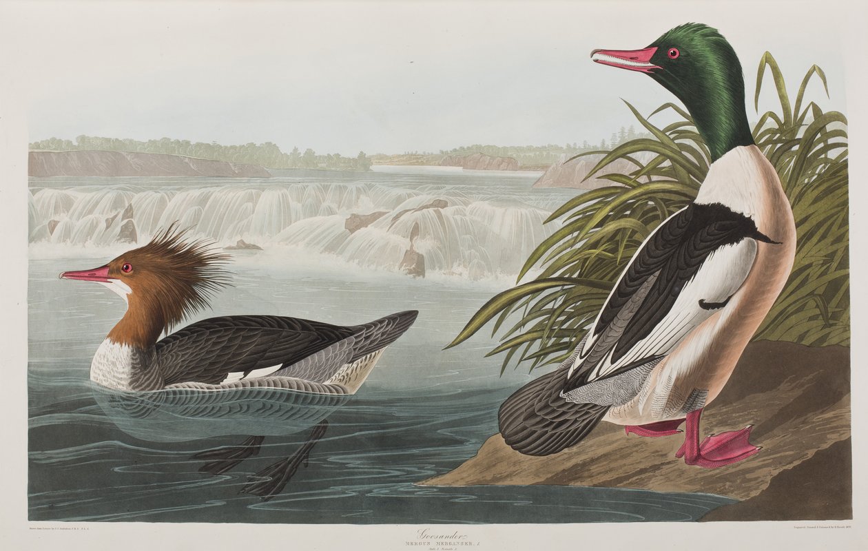 Illusztráció a "Birds of America"-ból alkotó: John James Audubon