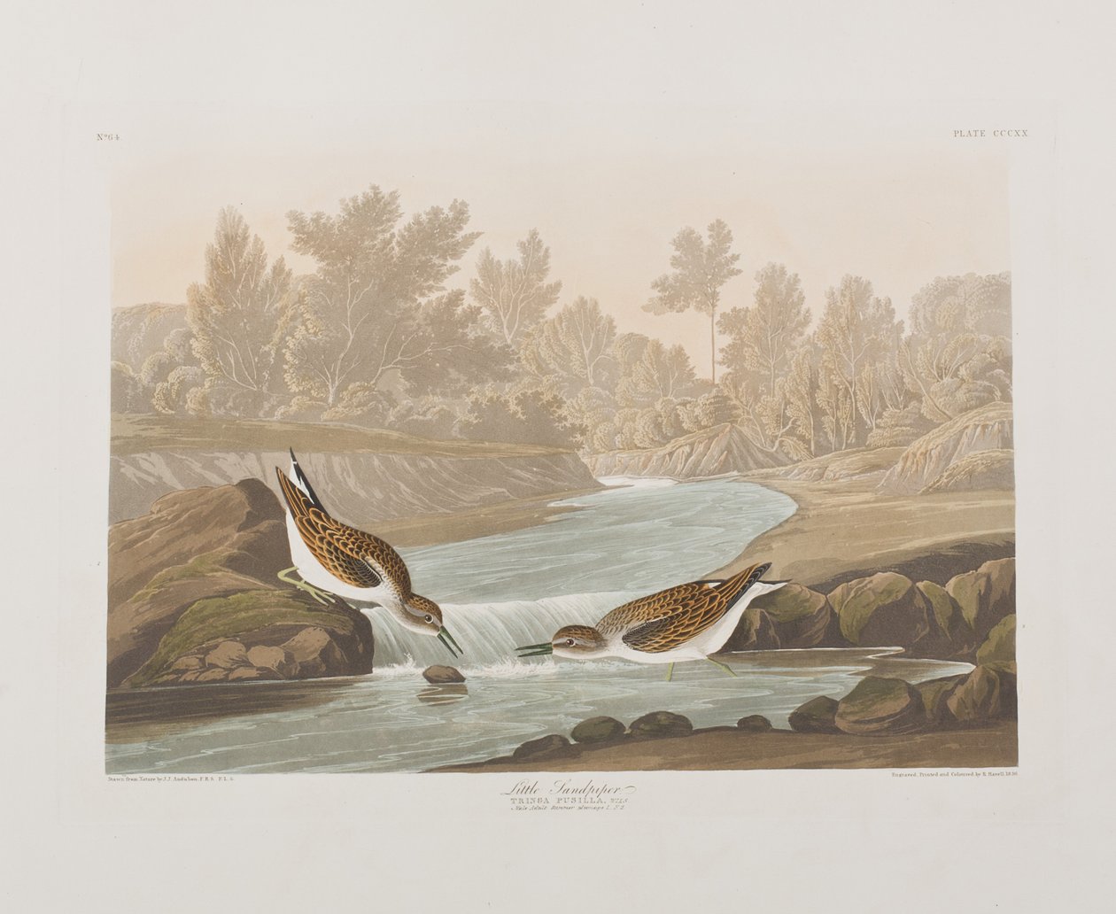 Illusztráció a "Birds of America"-ból alkotó: John James Audubon