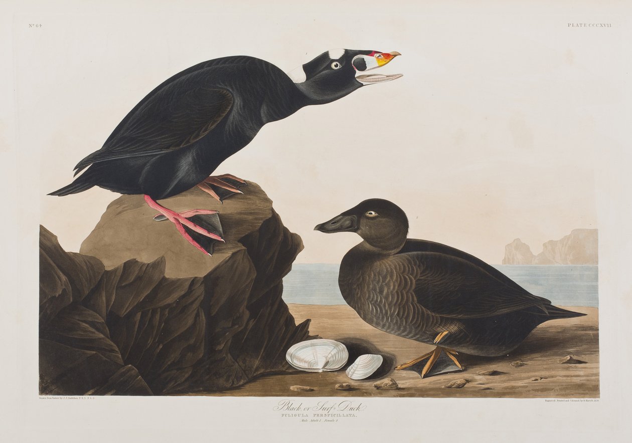 Illusztráció a "Birds of America"-ból alkotó: John James Audubon