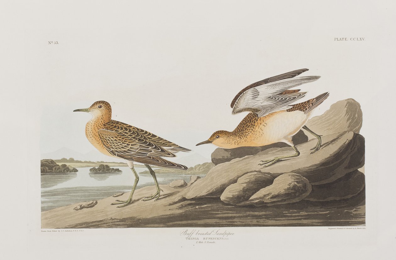 Illusztráció a "Birds of America"-ból alkotó: John James Audubon