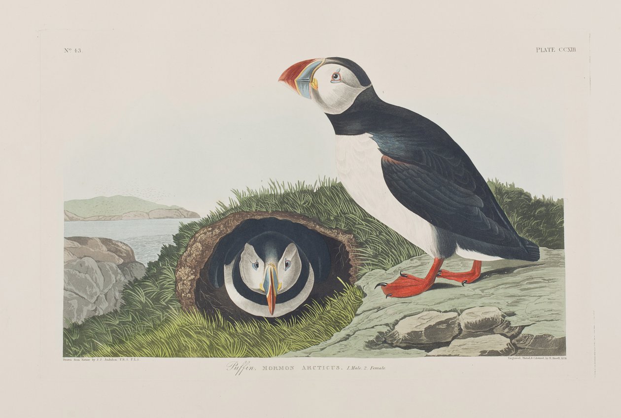 Illusztráció a "Birds of America"-ból alkotó: John James Audubon