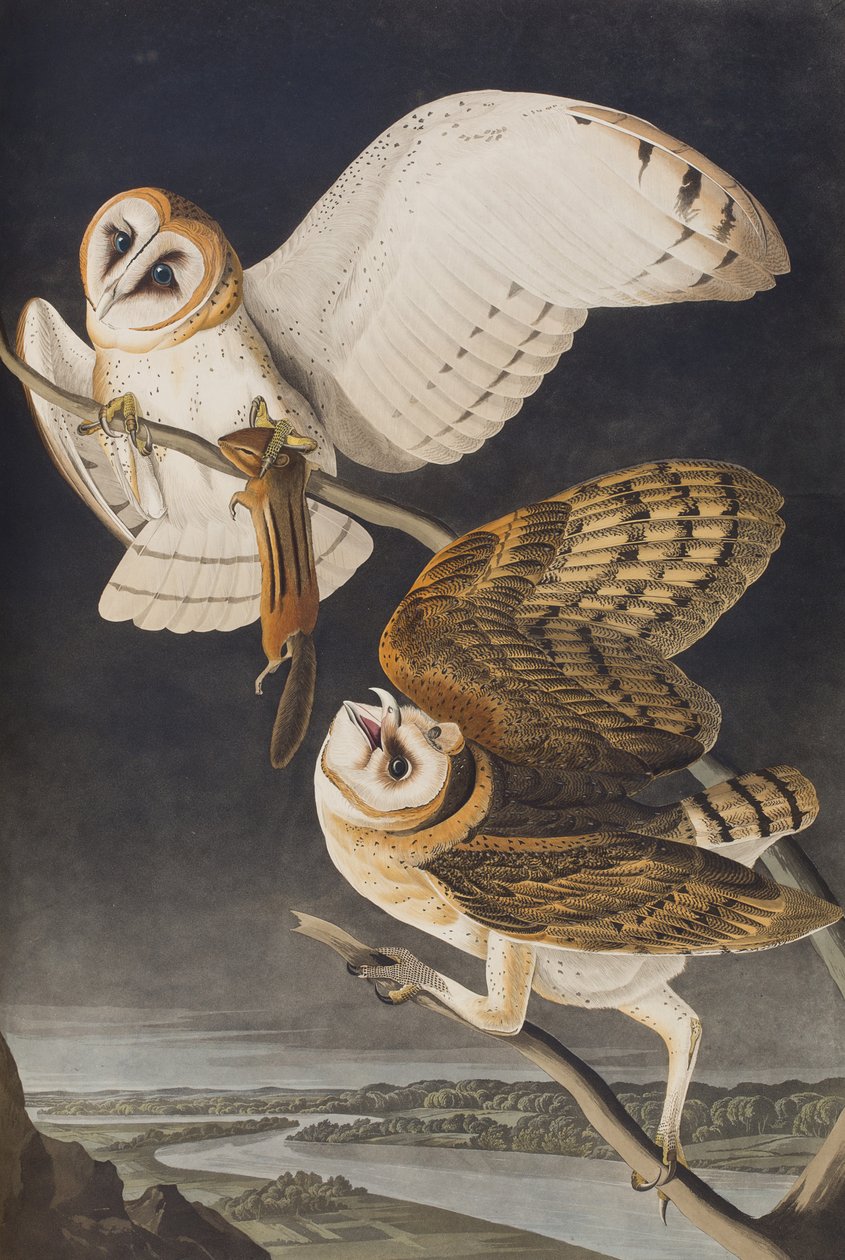 Illusztráció a "Birds of America"-ból alkotó: John James Audubon