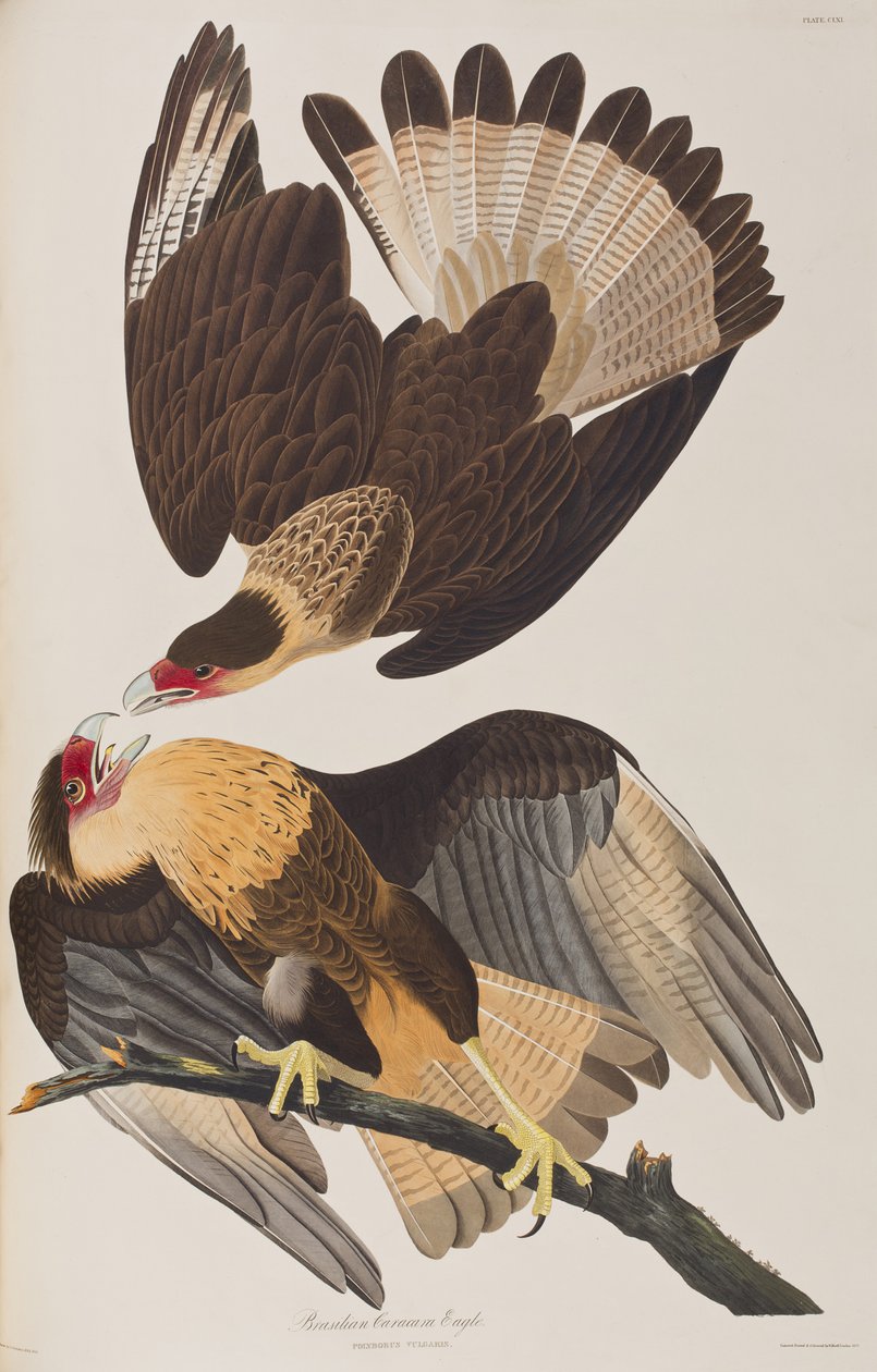 Illusztráció a "Birds of America"-ból alkotó: John James Audubon