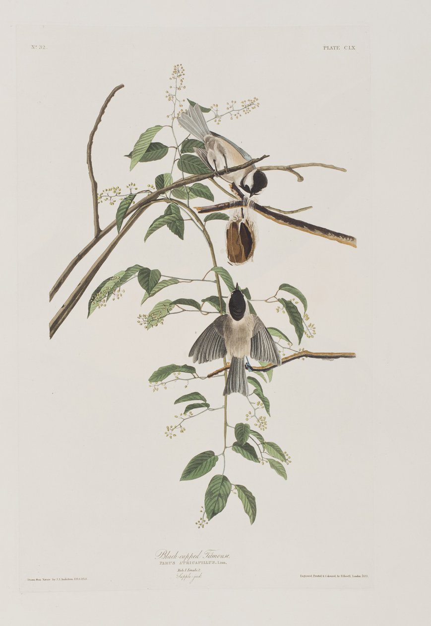 Illusztráció a "Birds of America"-ból alkotó: John James Audubon