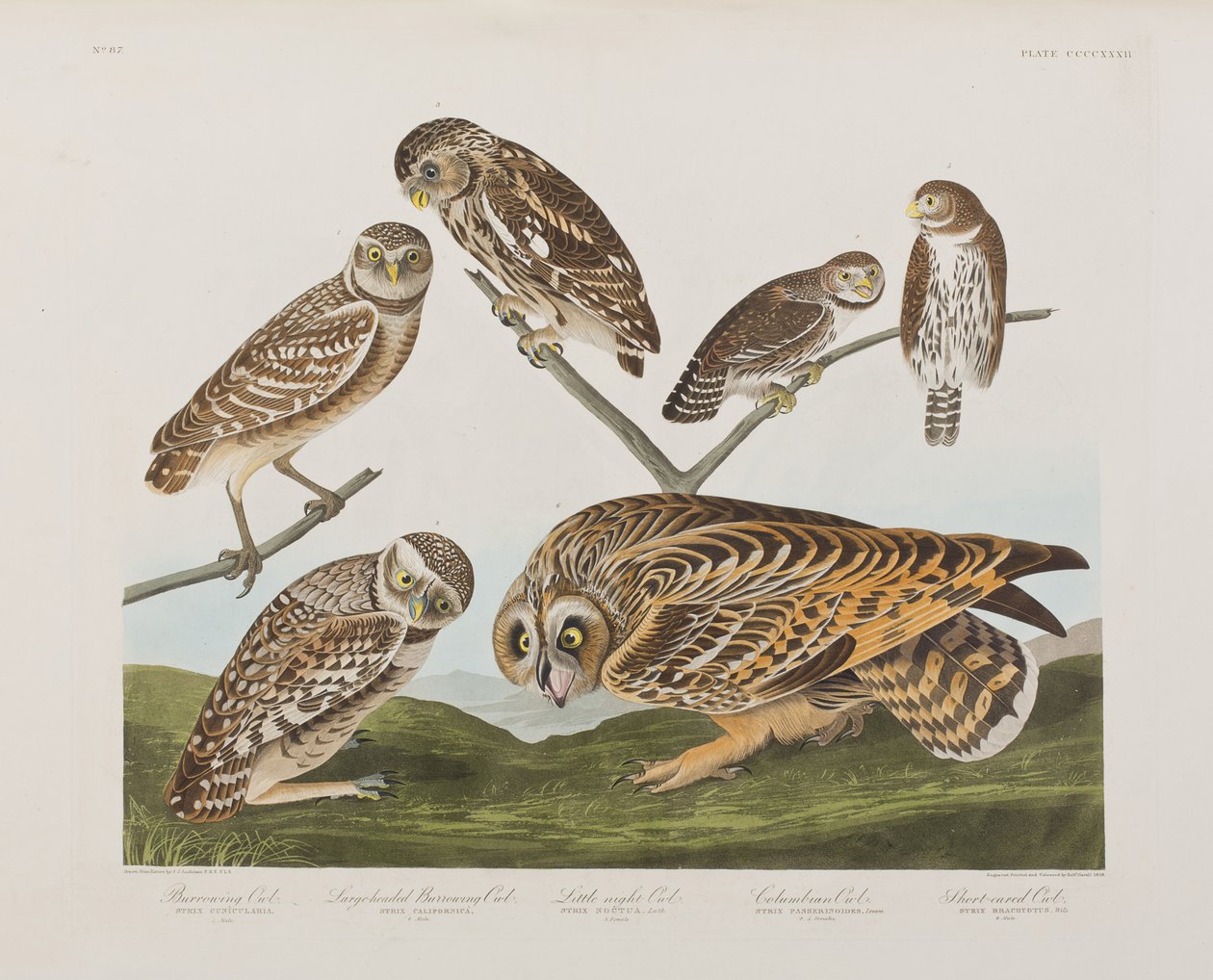Illusztráció a "Birds of America"-ból alkotó: John James Audubon