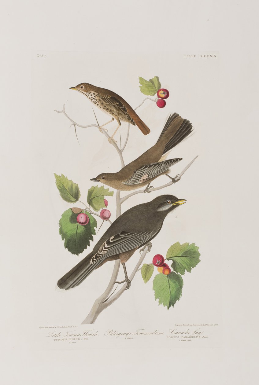 Illusztráció a "Birds of America"-ból alkotó: John James Audubon