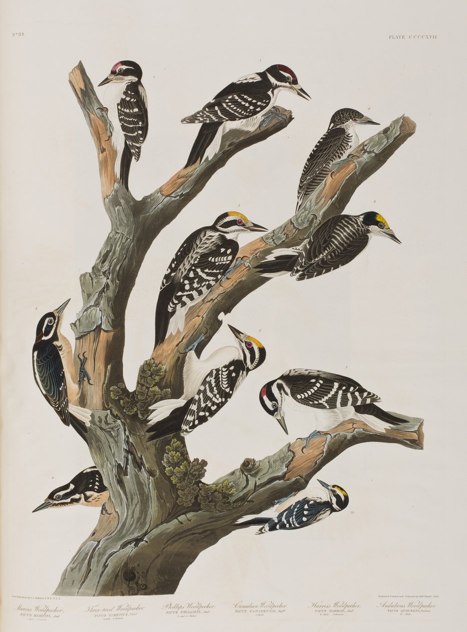 Illusztráció a "Birds of America"-ból alkotó: John James Audubon