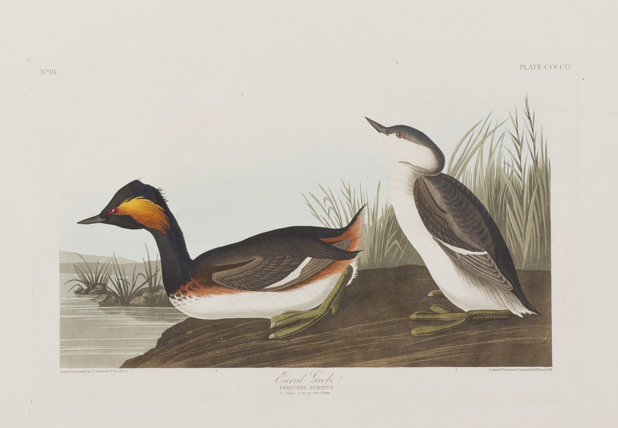 Illusztráció a "Birds of America"-ból alkotó: John James Audubon