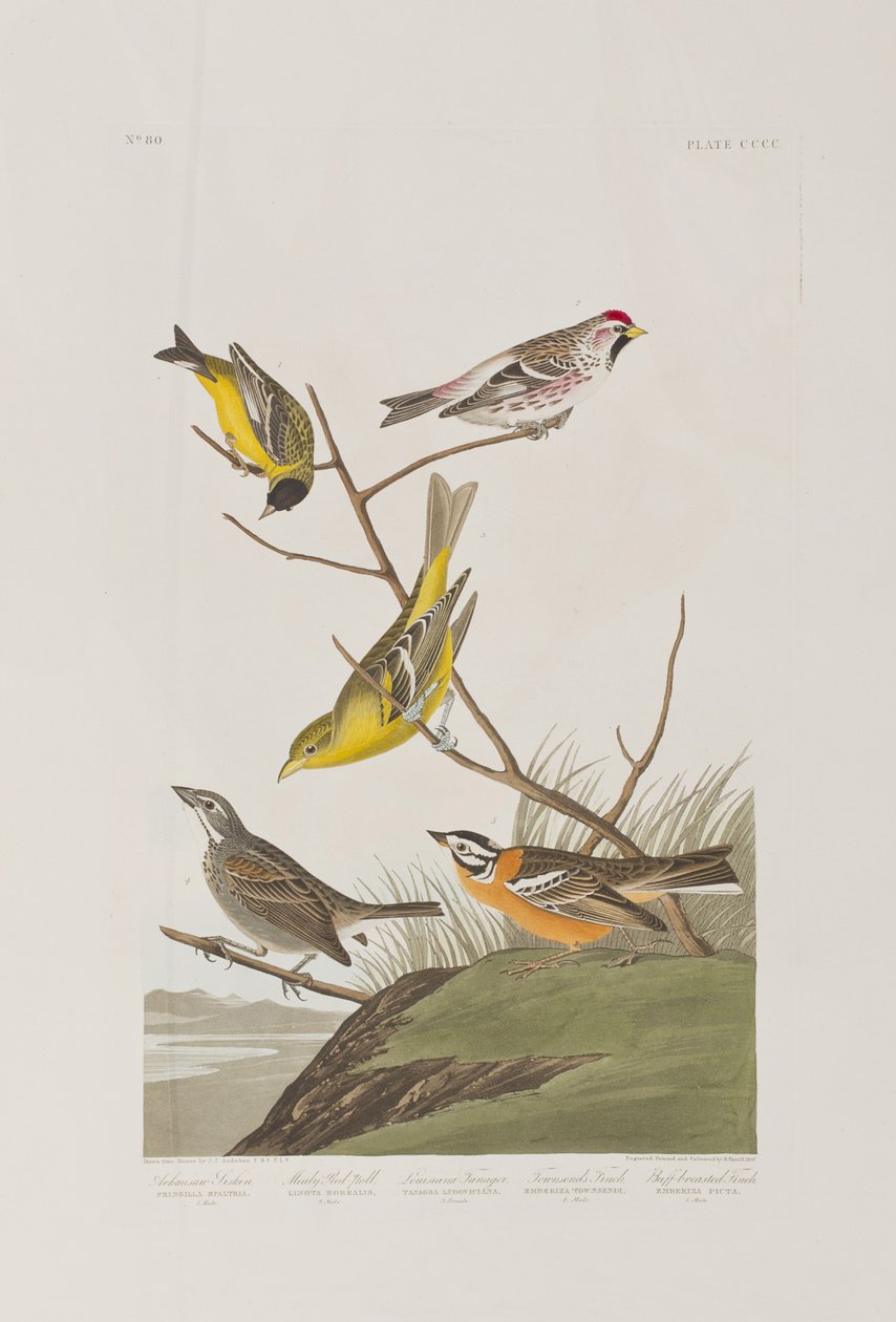 Illusztráció a "Birds of America"-ból alkotó: John James Audubon