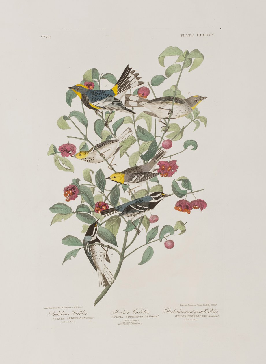 Illusztráció a "Birds of America"-ból alkotó: John James Audubon
