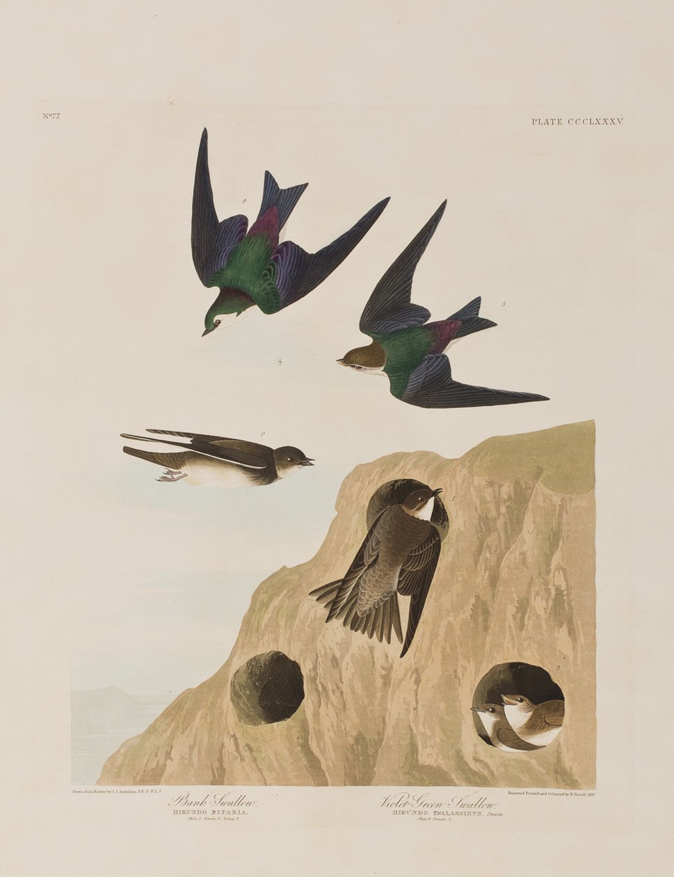 Illusztráció a "Birds of America"-ból alkotó: John James Audubon