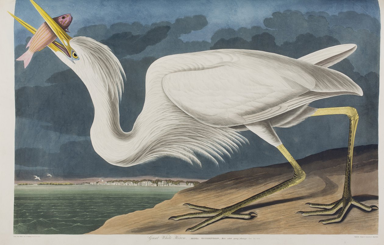 Illusztráció a "Birds of America"-ból alkotó: John James Audubon