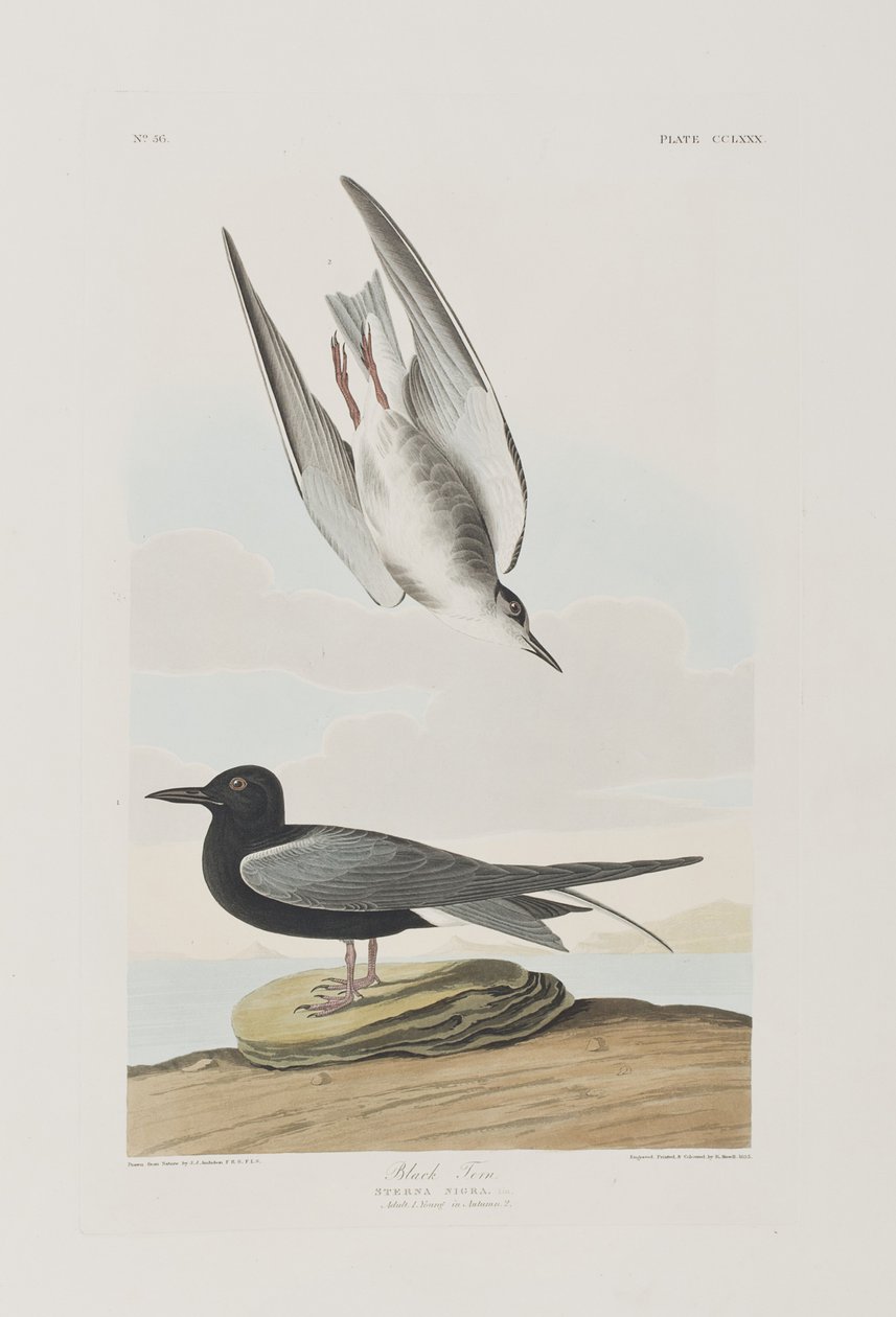 Illusztráció a "Birds of America"-ból alkotó: John James Audubon