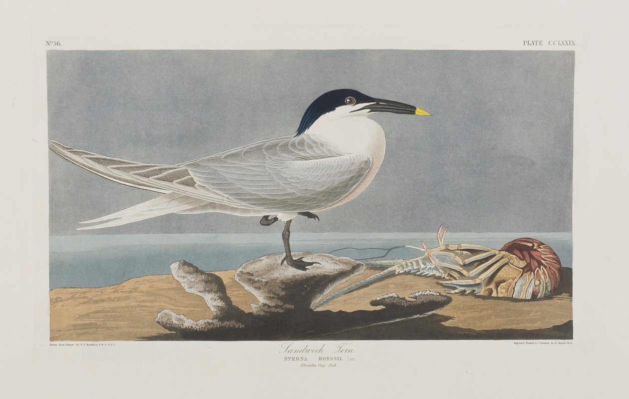 Illusztráció a "Birds of America"-ból alkotó: John James Audubon