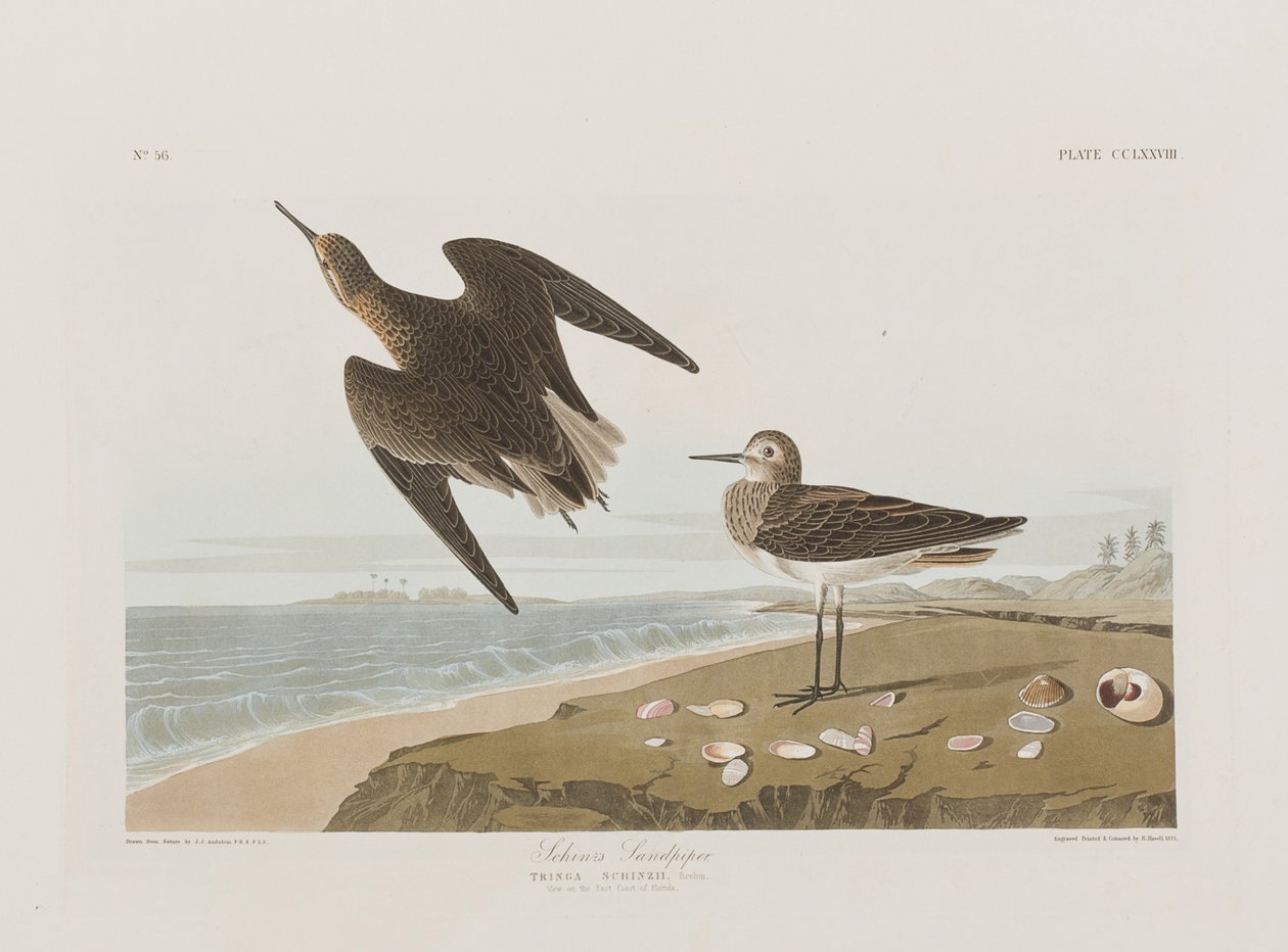 Illusztráció a "Birds of America"-ból alkotó: John James Audubon