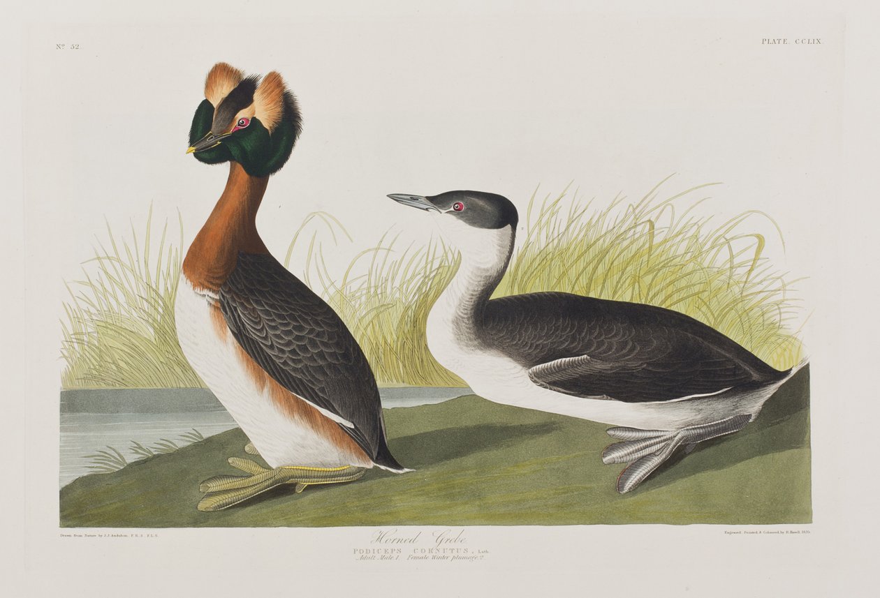 Illusztráció a "Birds of America"-ból alkotó: John James Audubon