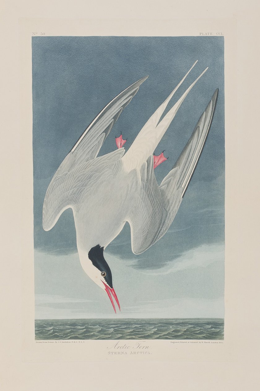 Illusztráció a "Birds of America"-ból alkotó: John James Audubon