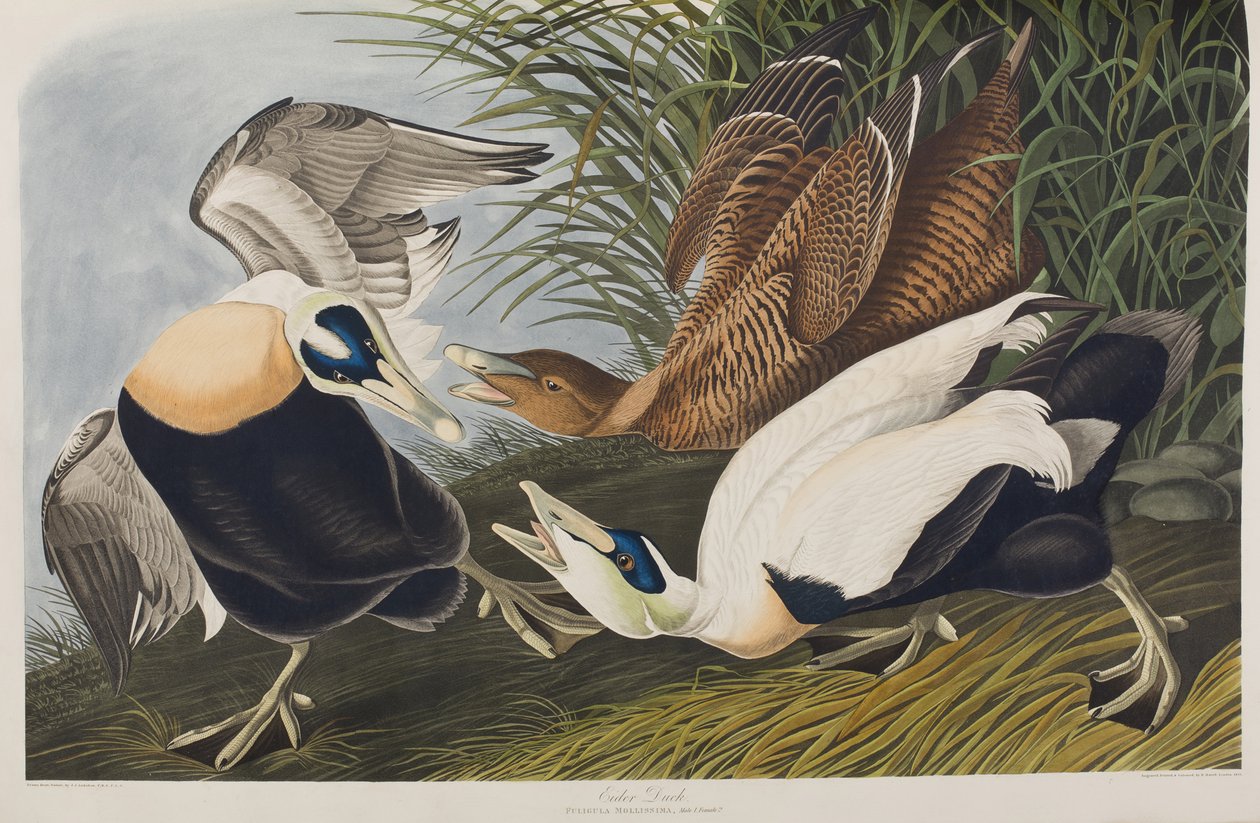 Illusztráció a "Birds of America"-ból alkotó: John James Audubon