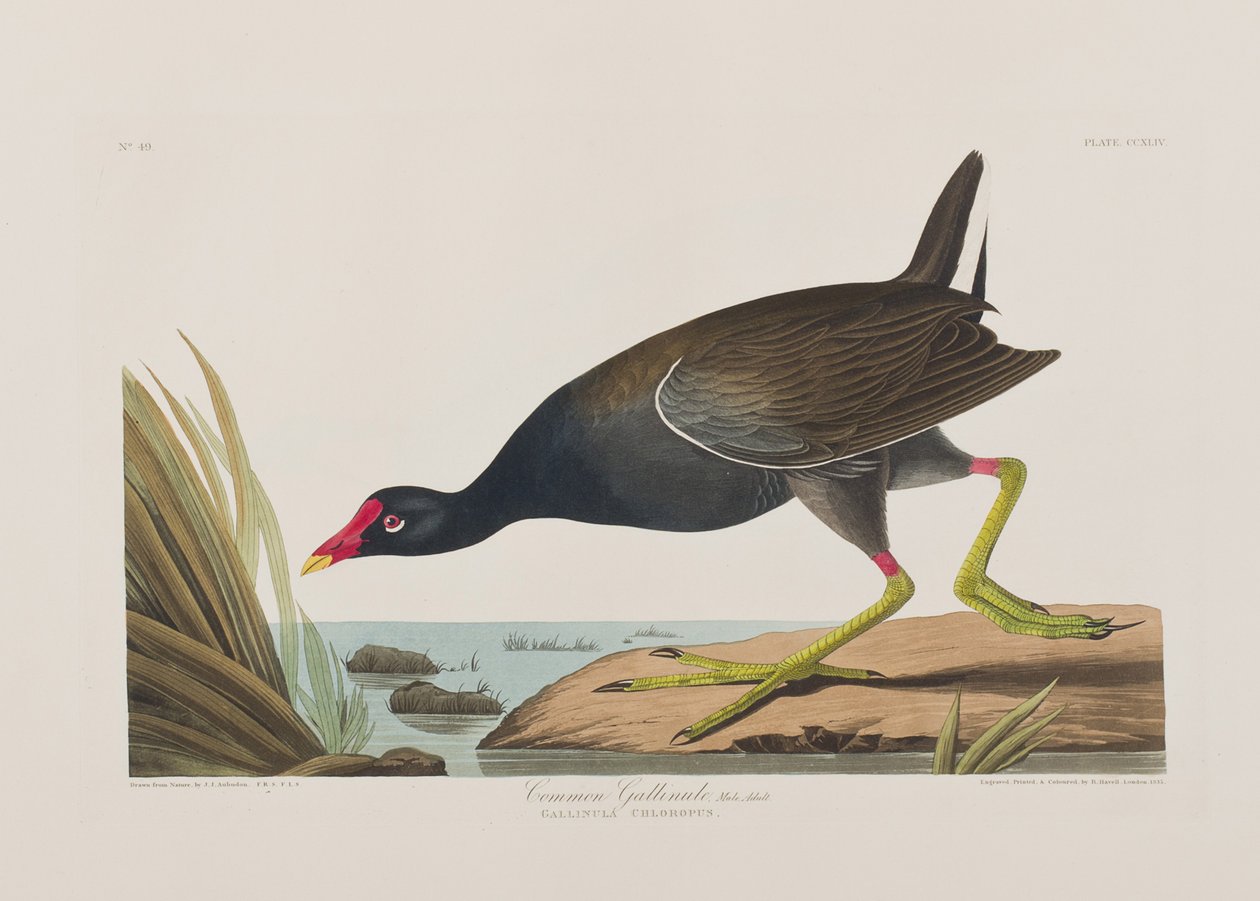 Illusztráció a "Birds of America"-ból alkotó: John James Audubon