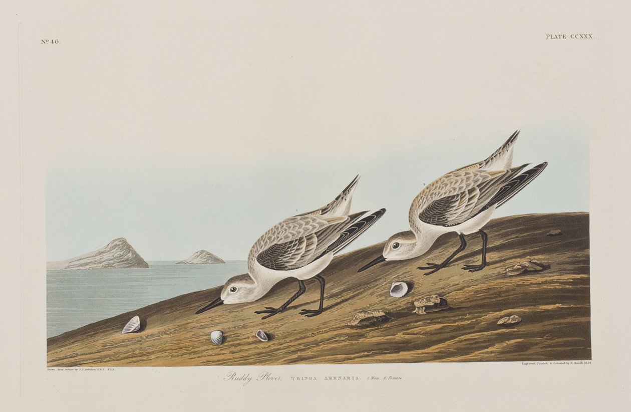 Illusztráció a "Birds of America"-ból alkotó: John James Audubon