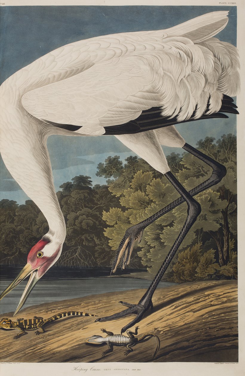 Illusztráció a "Birds of America"-ból alkotó: John James Audubon