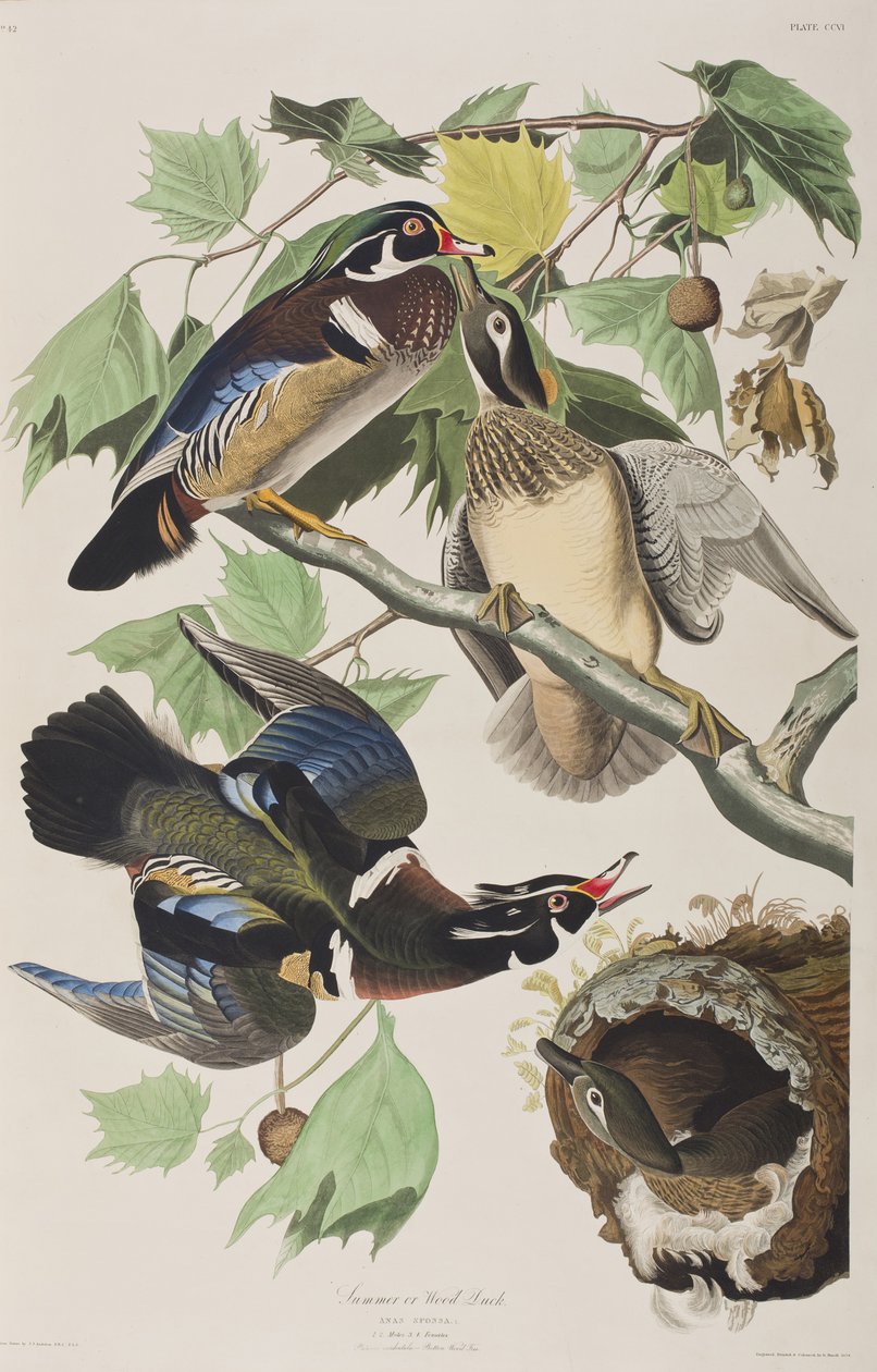 Illusztráció a "Birds of America"-ból alkotó: John James Audubon