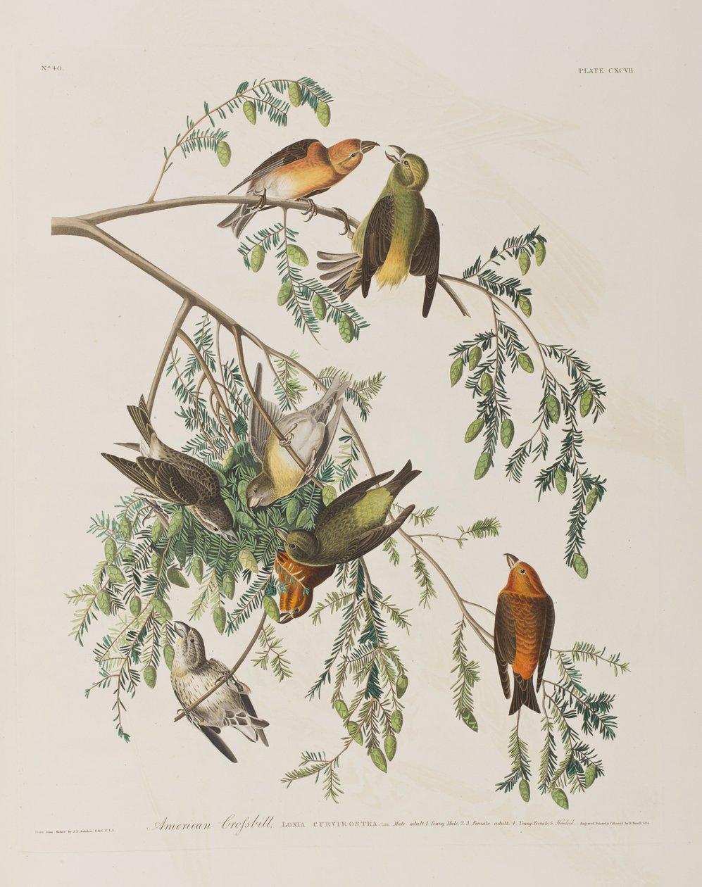 Illusztráció a "Birds of America"-ból alkotó: John James Audubon