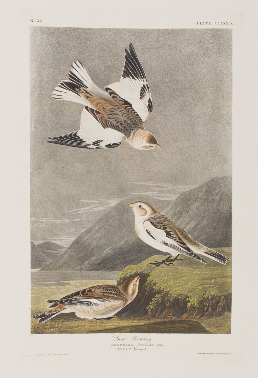 Illusztráció a "Birds of America"-ból alkotó: John James Audubon