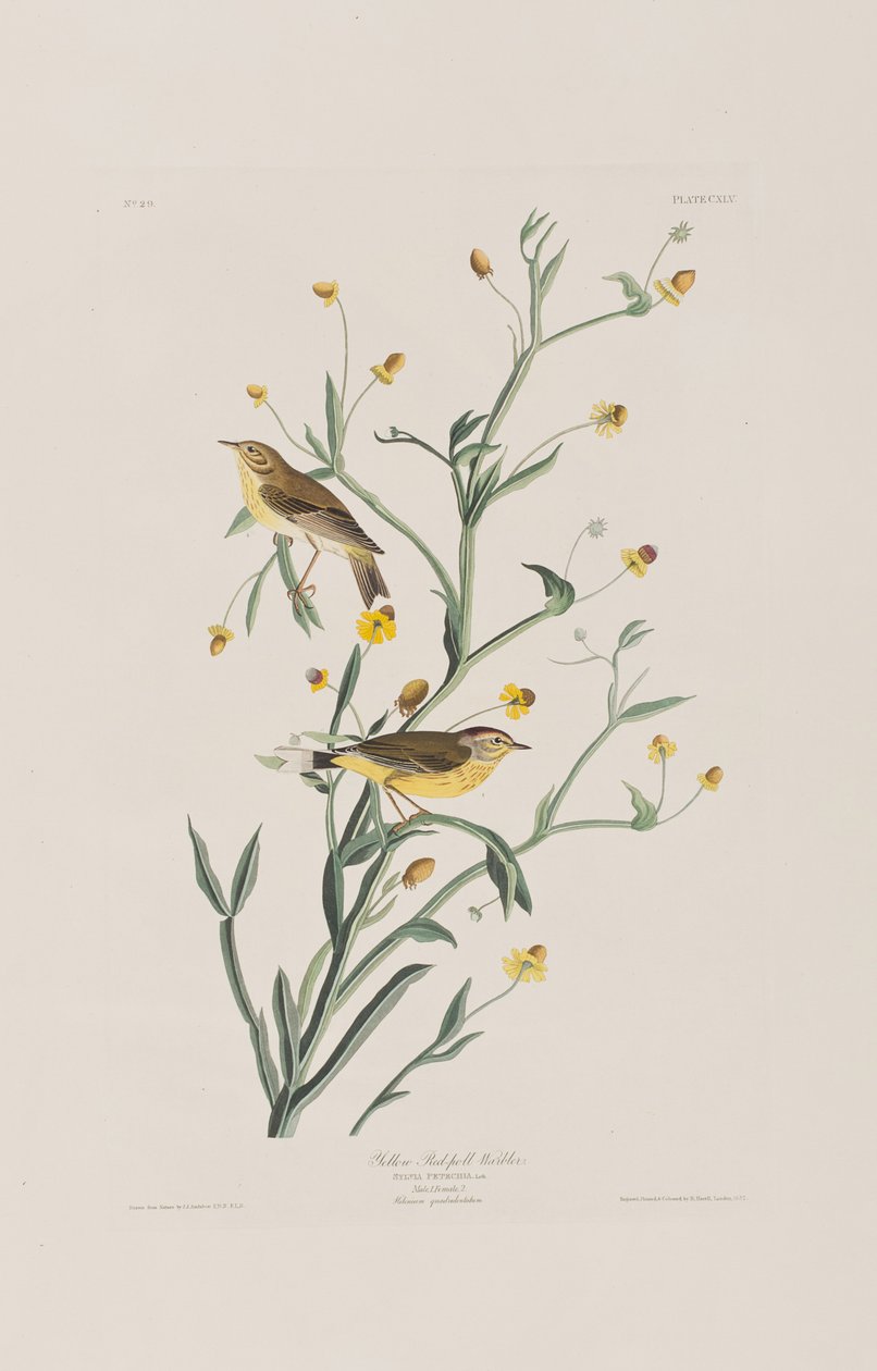 Illusztráció a "Birds of America"-ból alkotó: John James Audubon