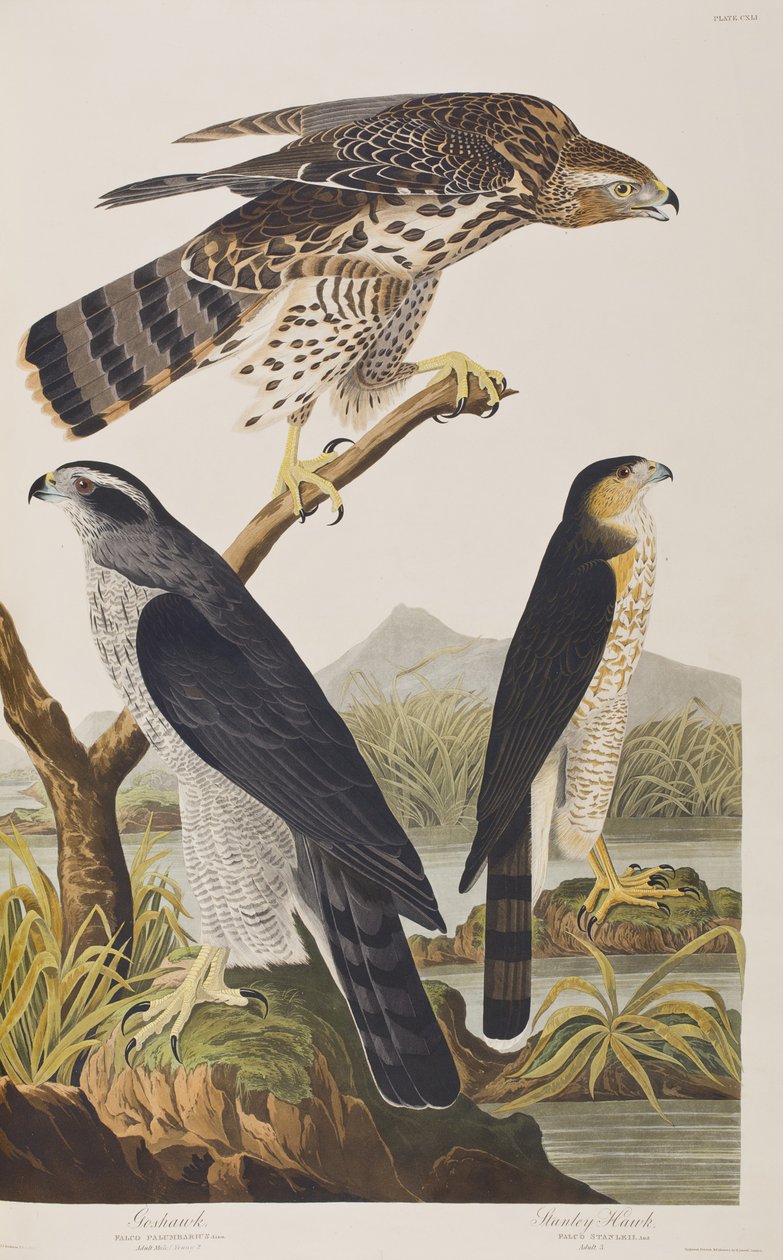 Illusztráció a "Birds of America"-ból alkotó: John James Audubon