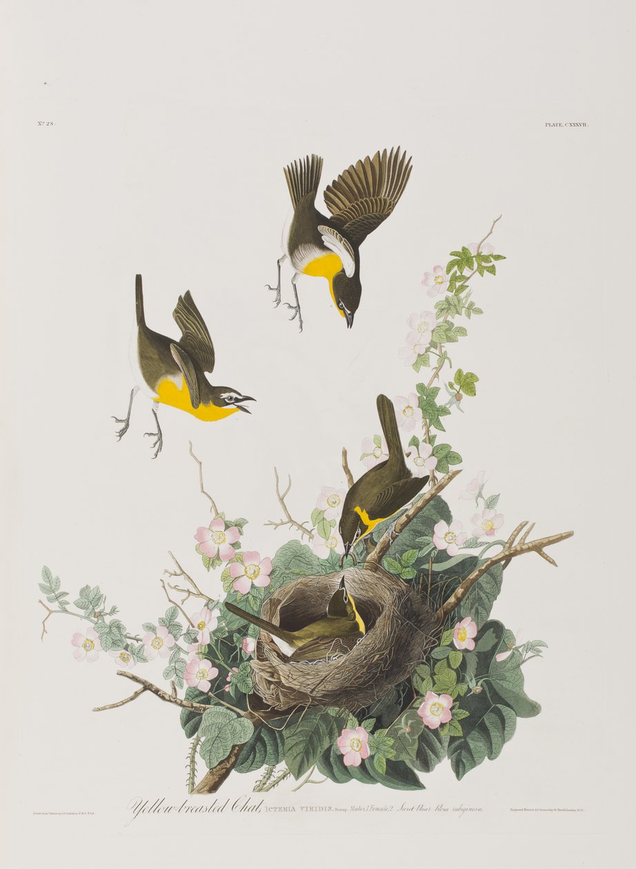 Illusztráció a "Birds of America"-ból alkotó: John James Audubon