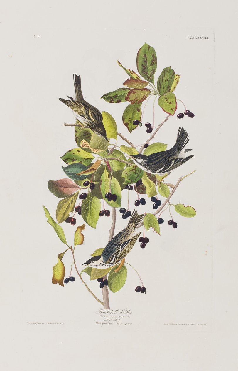 Illusztráció a "Birds of America"-ból alkotó: John James Audubon