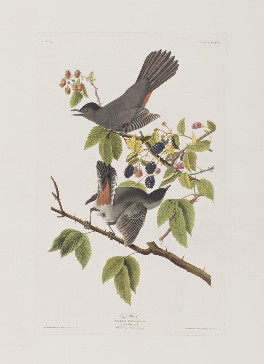 Illusztráció a "Birds of America"-ból alkotó: John James Audubon