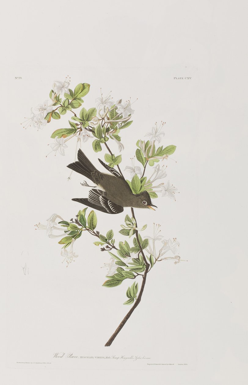 Illusztráció a "Birds of America"-ból alkotó: John James Audubon