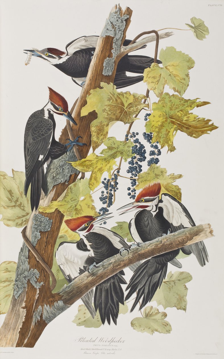 Illusztráció a "Birds of America"-ból alkotó: John James Audubon