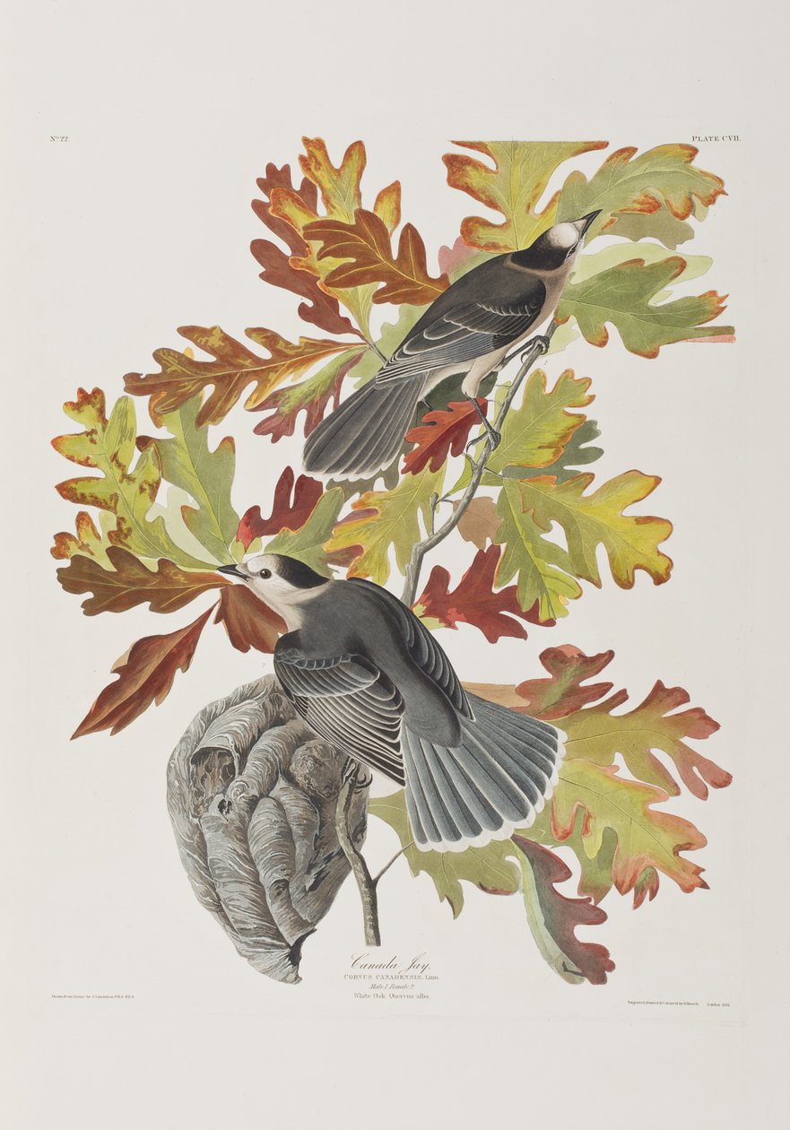 Illusztráció a "Birds of America"-ból alkotó: John James Audubon