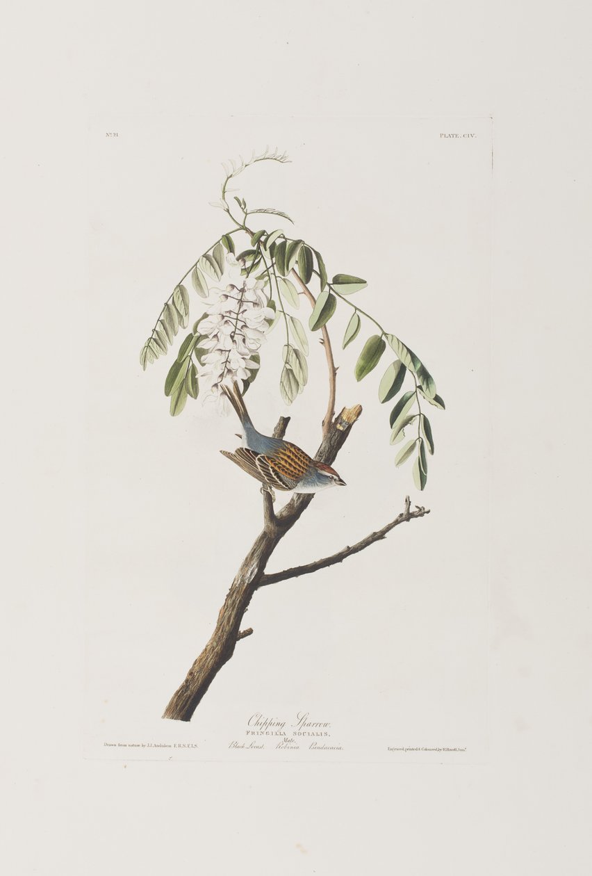 Illusztráció a "Birds of America"-ból alkotó: John James Audubon