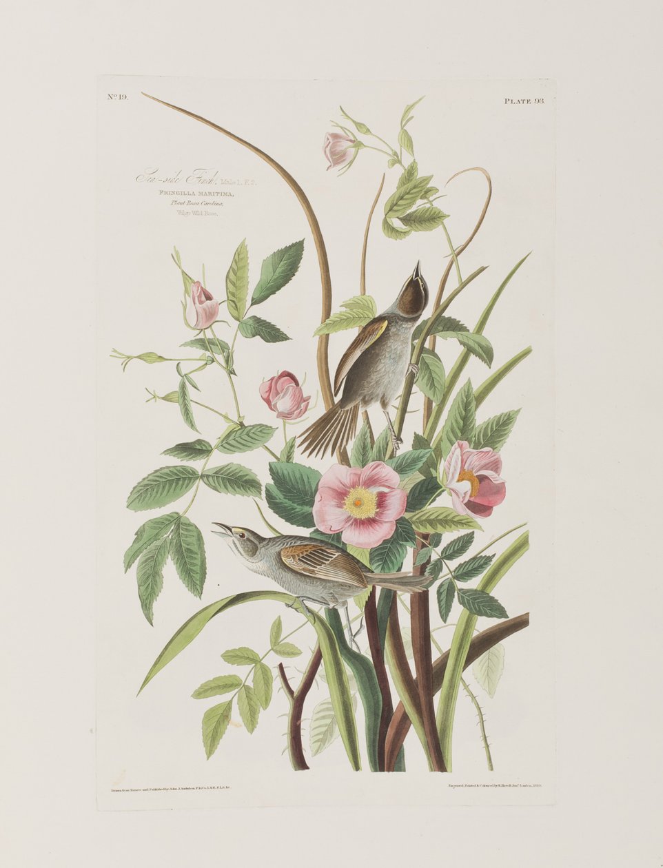 Illusztráció a "Birds of America"-ból alkotó: John James Audubon