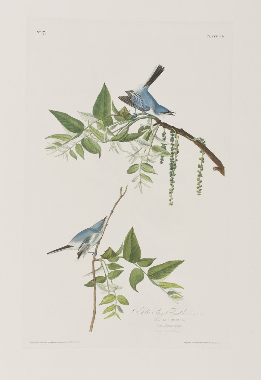Illusztráció a "Birds of America"-ból alkotó: John James Audubon