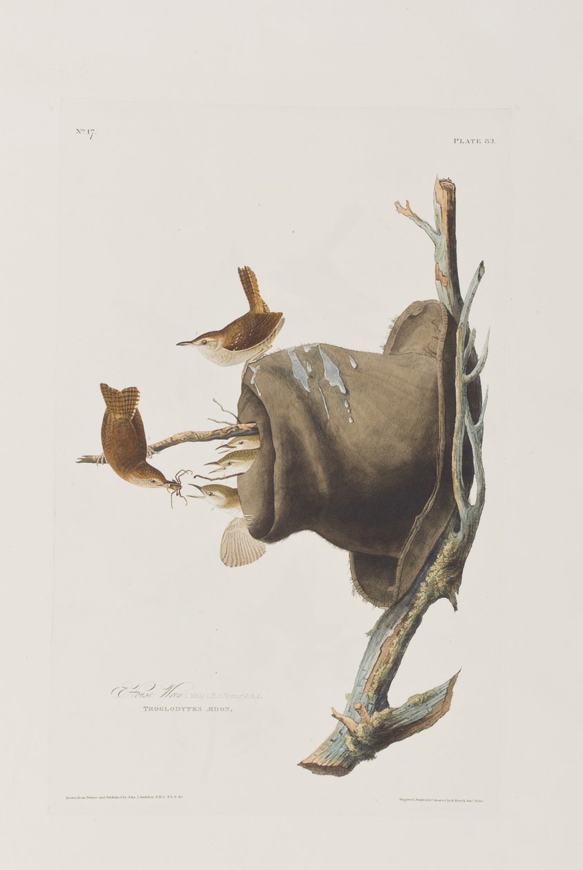 Illusztráció a "Birds of America"-ból alkotó: John James Audubon