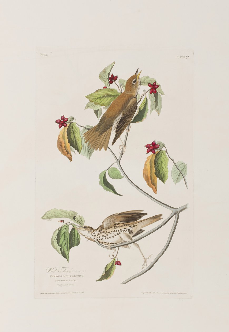 Illusztráció a "Birds of America"-ból alkotó: John James Audubon