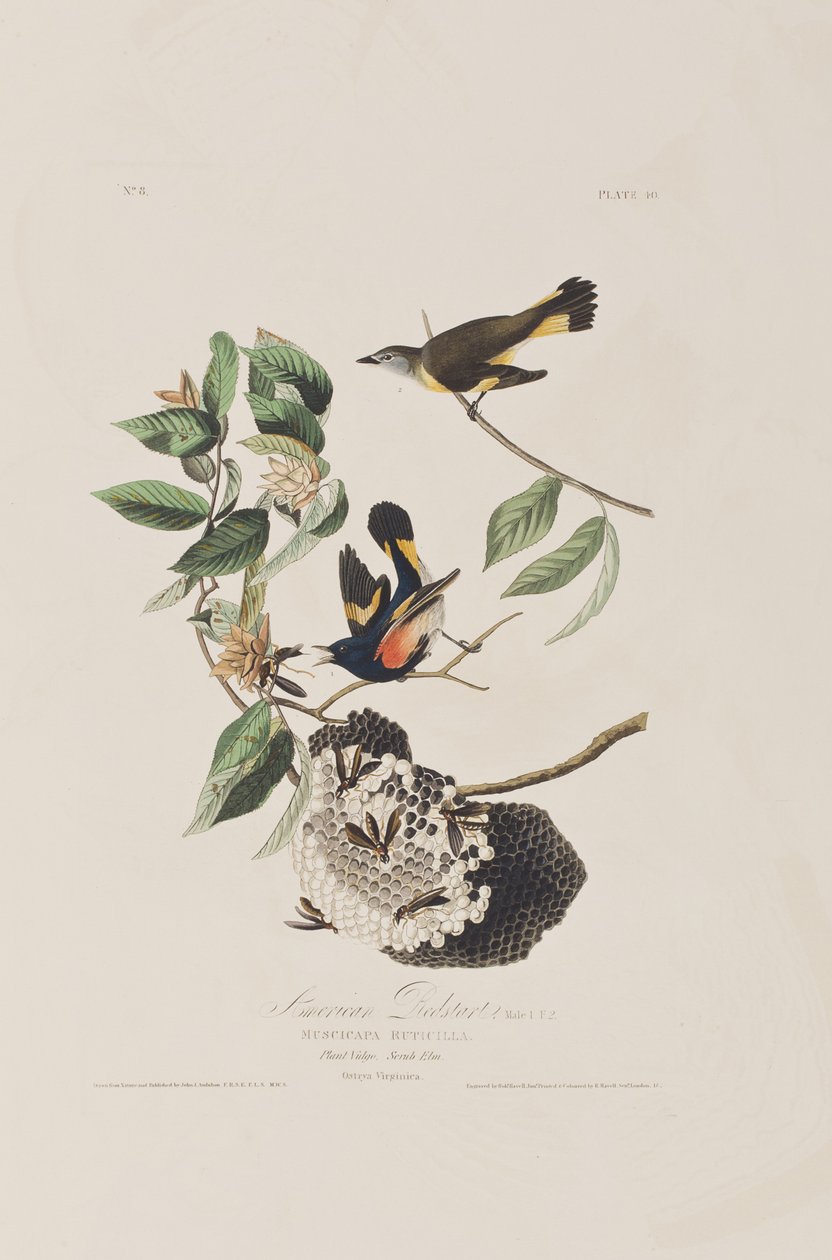 Illusztráció a "Birds of America"-ból alkotó: John James Audubon