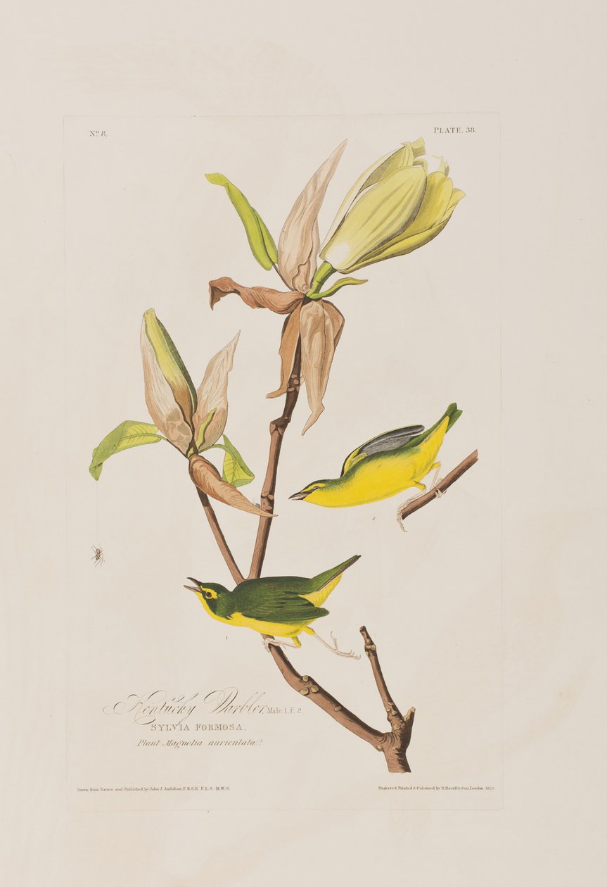 Illusztráció a "Birds of America"-ból alkotó: John James Audubon