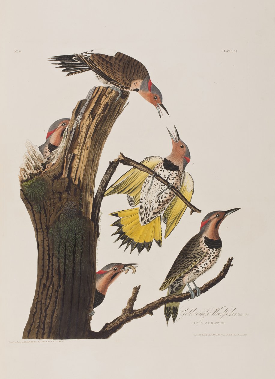 Illusztráció a "Birds of America"-ból alkotó: John James Audubon